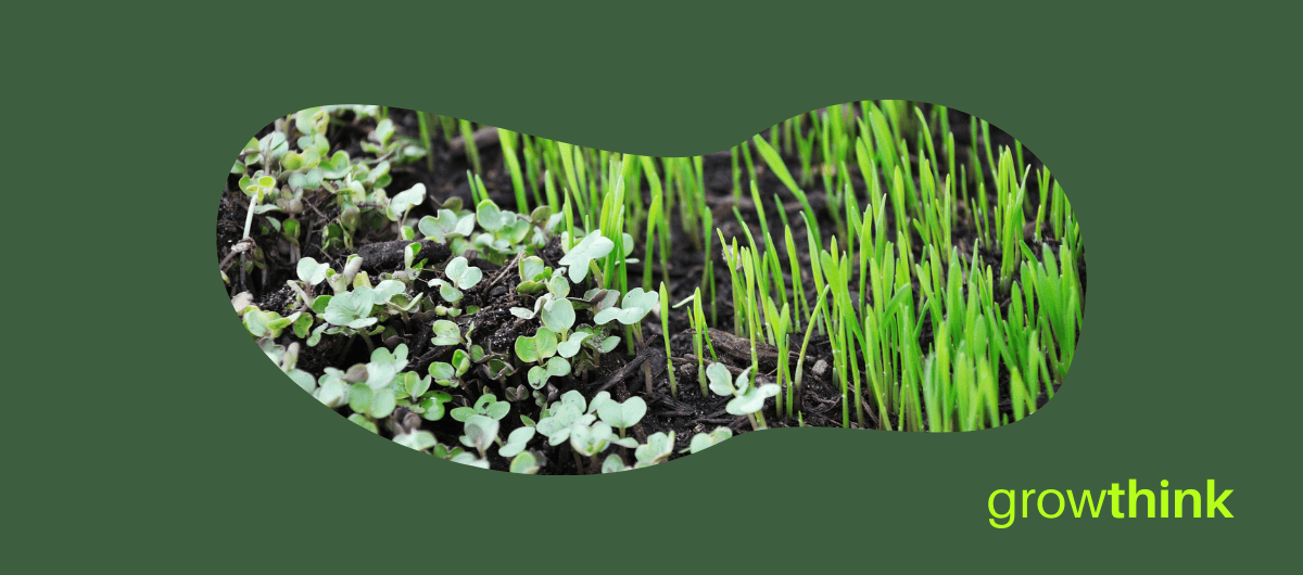 Microgreens Business Plan Template & HowTo Guide [Updated 2023]